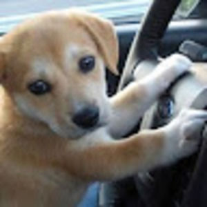 Meet your Posher, Shirin